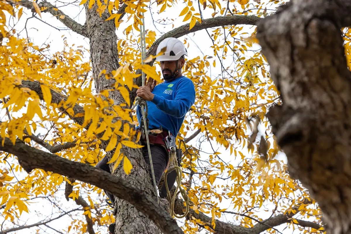 Skilled Tree Planing crew working in Cawker City